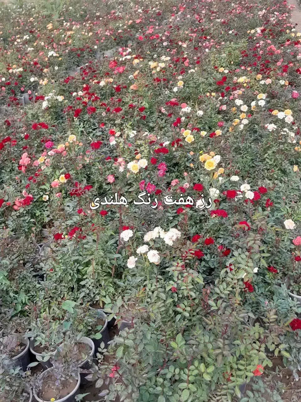 نهالستان گل محمدی رز ۲۵تومن نهال یاس هلندی درخت|خدمات باغبانی و درختکاری|قم, تعویض پلاک|دیوار