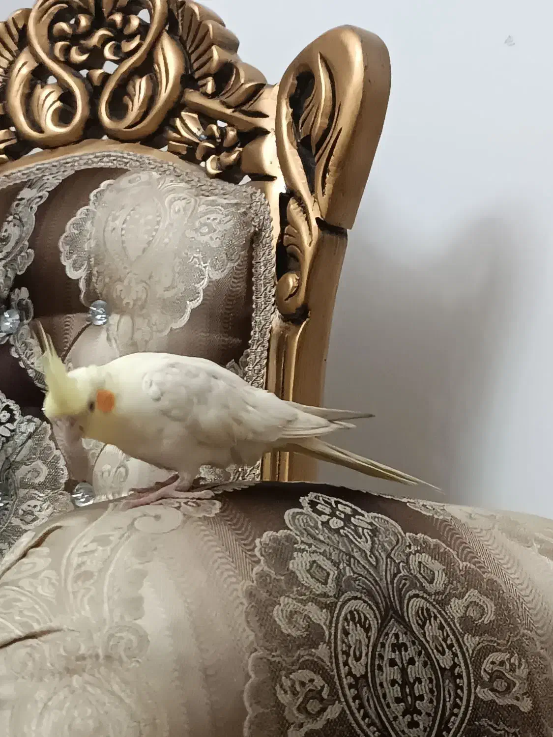 گمشده|حیوانات|سهند, |دیوار