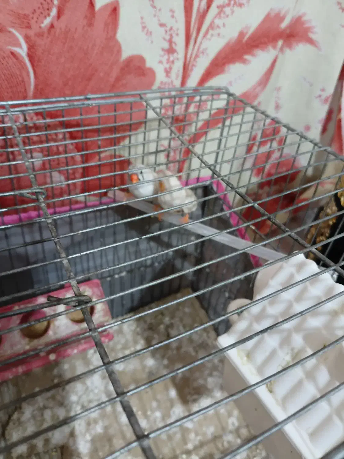 فنچ|پرنده|کرمان, |دیوار