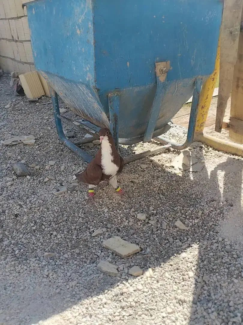 کفتر شهری سرخ|پرنده|شیراز, پودنک|دیوار