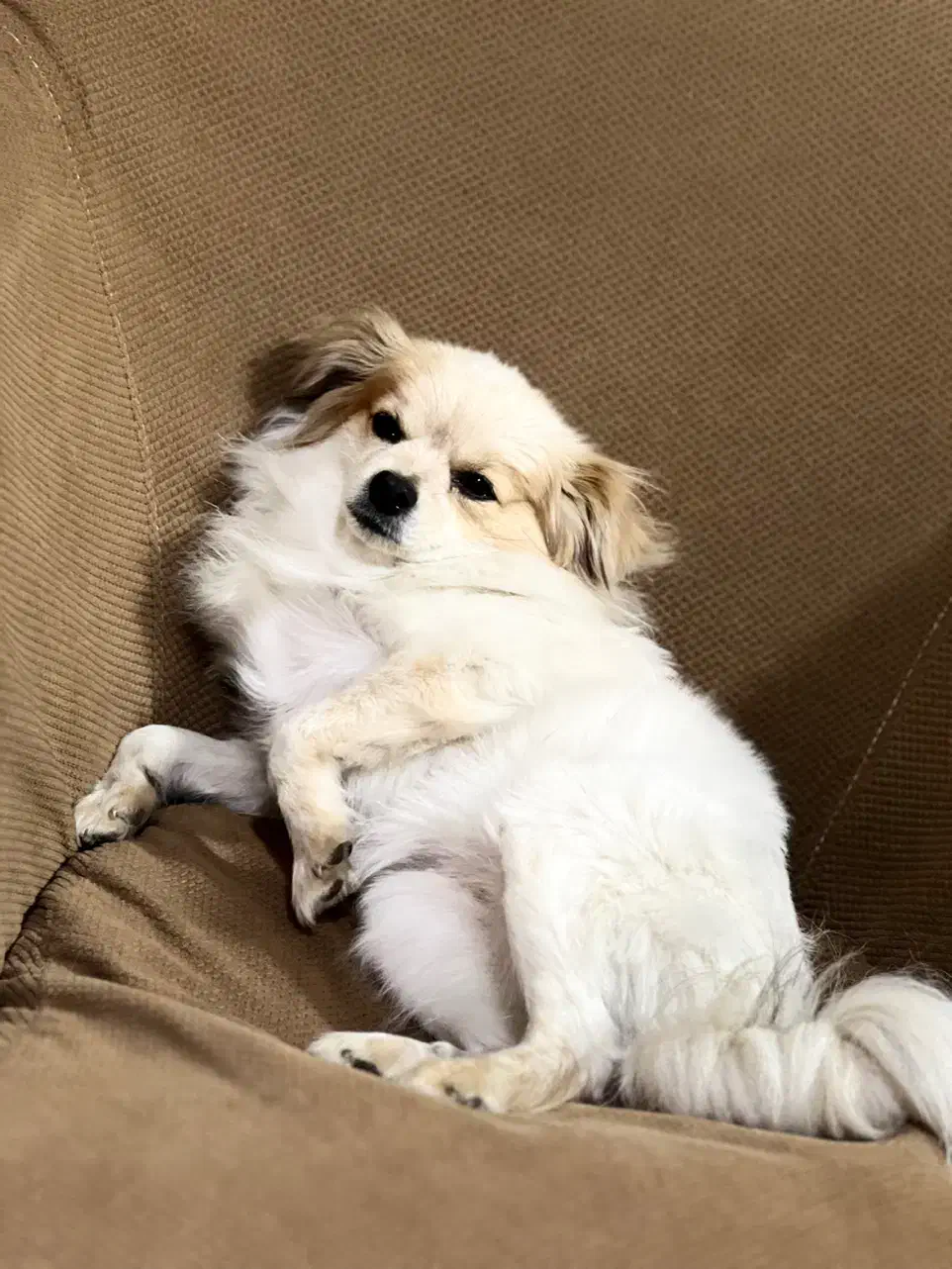 سگ گمشده|سگ|کرج, شاهین‌ویلا|دیوار