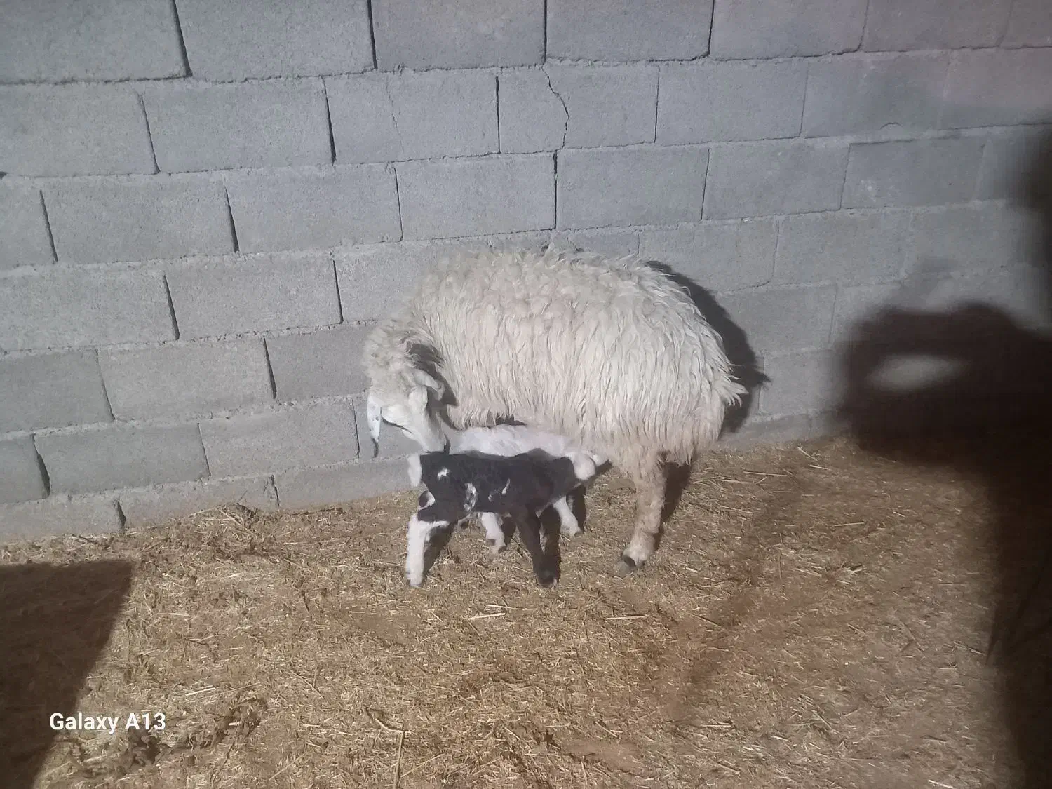 گوسفند بره دوقلو زا همگی شک‌ و کوه اول بره|حیوانات مزرعه|دهلران, |دیوار