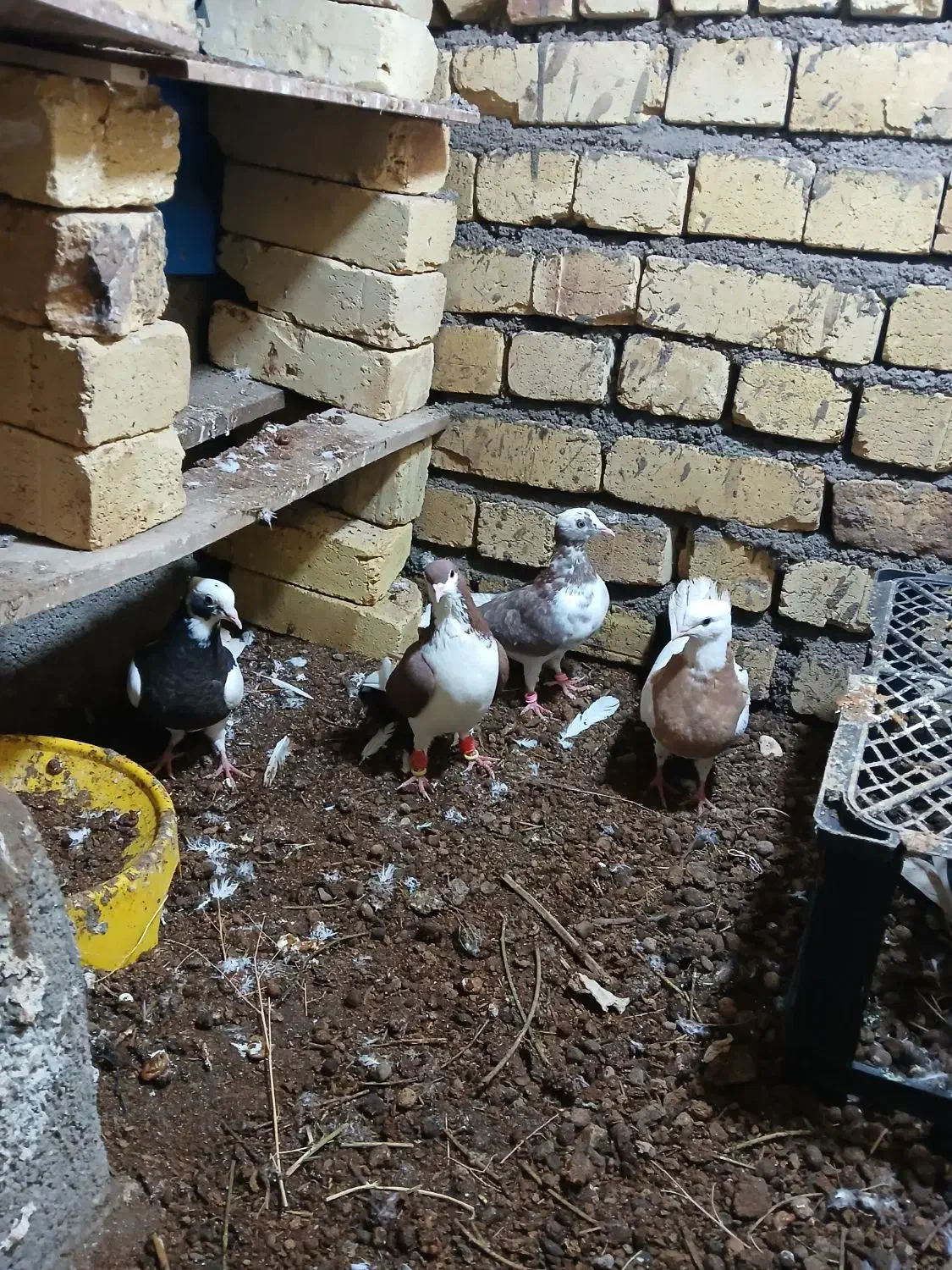 طوقی|پرنده|اسفرورین, |دیوار