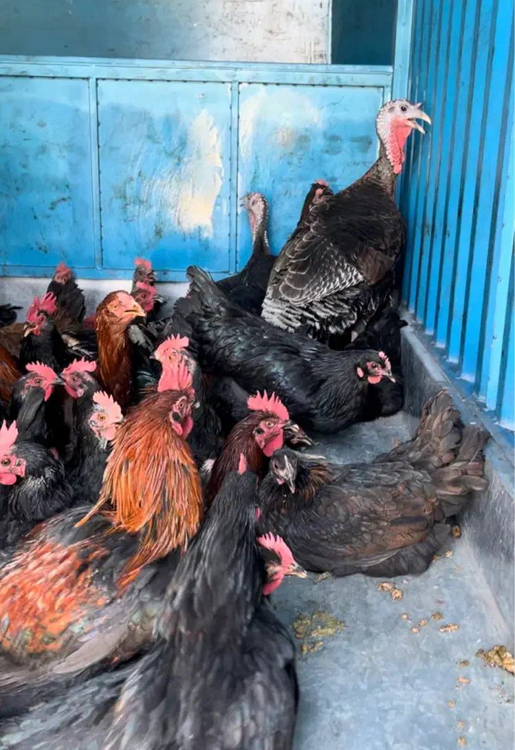 مرغ و خروس نیمچه مرندی و بلک استار اصیل|حیوانات مزرعه|کرج, کمالشهر|دیوار