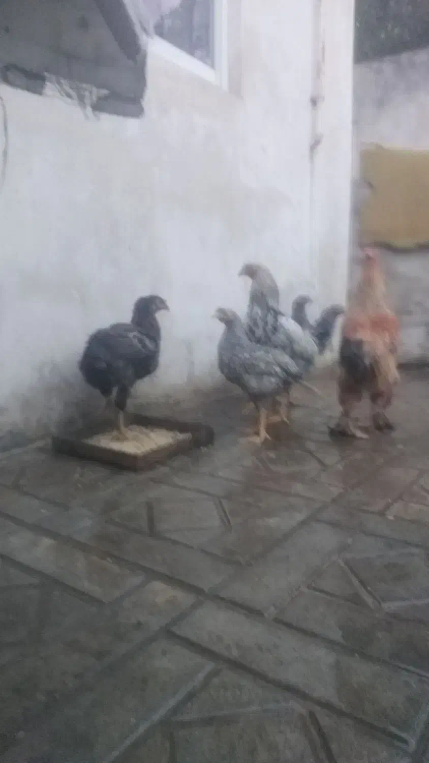 مرغ خروس سه منظوره|حیوانات مزرعه|سلمانشهر, |دیوار