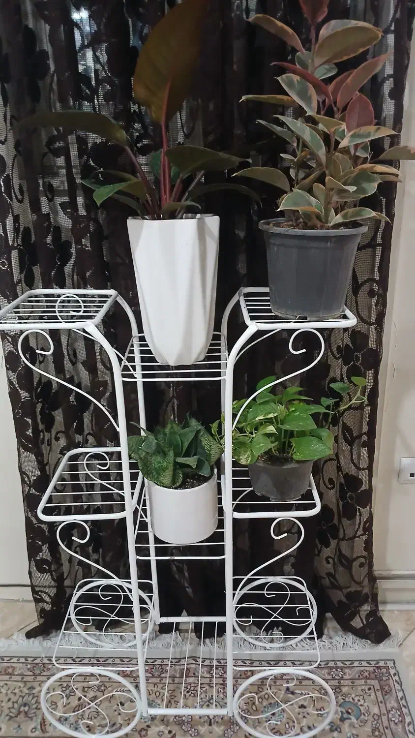 استند گل|گل و گیاه طبیعی|تهران, دانشگاه شریف|دیوار