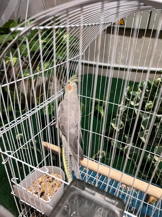 عروس هلندی باقفس|پرنده|تهران, مینای جنوبی|دیوار