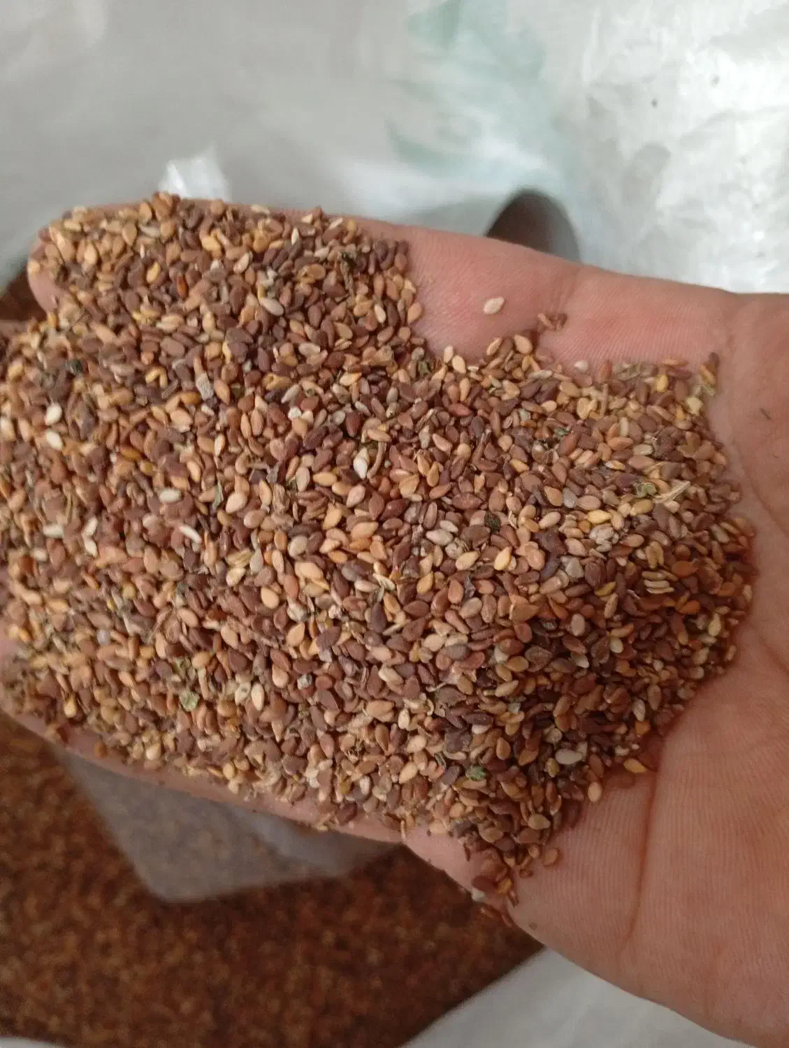 کنجد امسال|عمدهفروشی|بهبهان, |دیوار