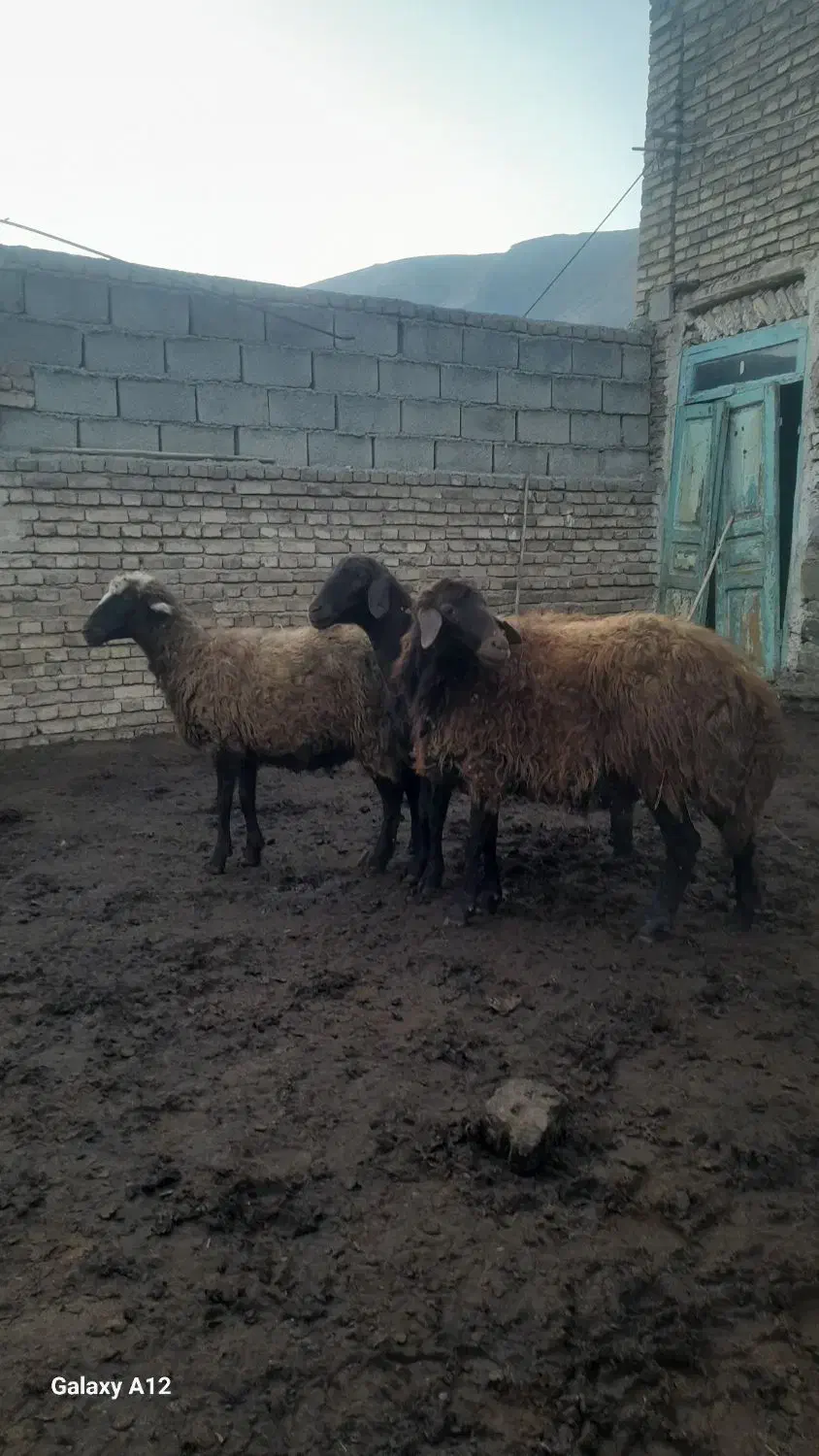 گوسفند|حیوانات مزرعه|مرند, |دیوار