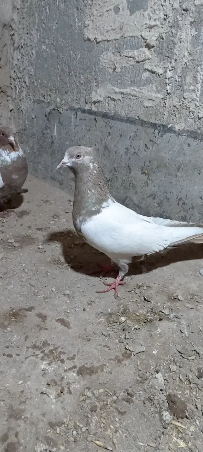 قیمت 12000000|پرنده|بستان آباد, |دیوار