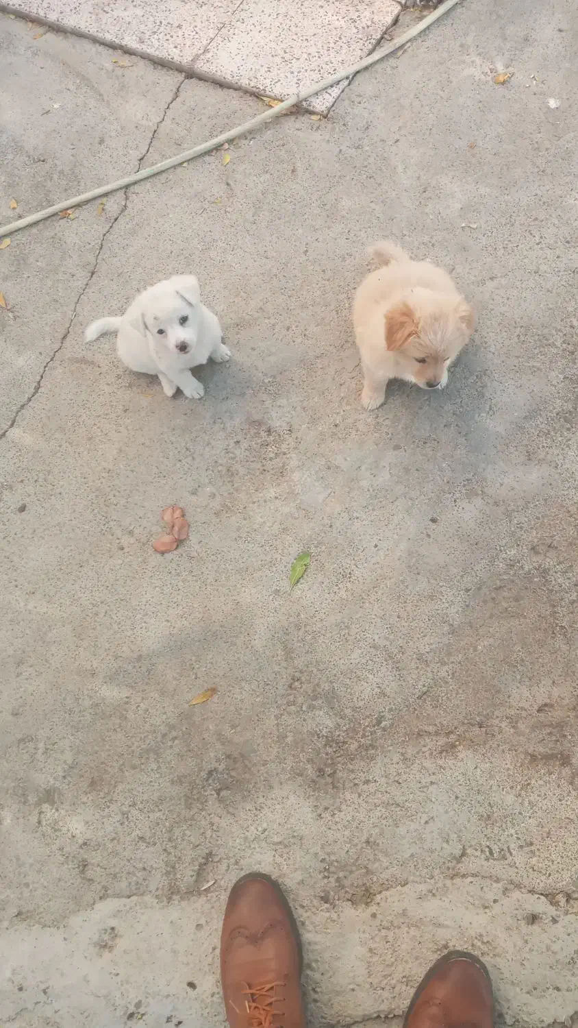 اصلاندوز|سگ|پارسآباد, |دیوار