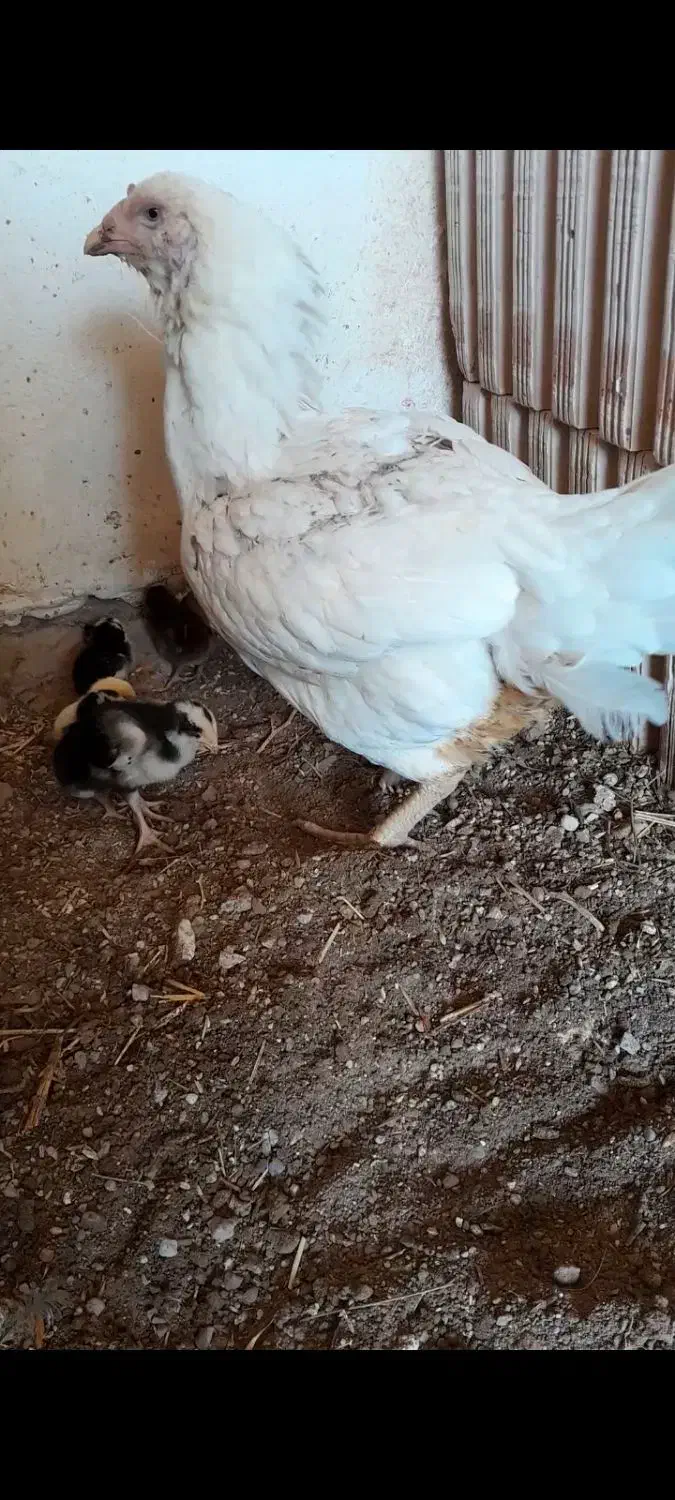 مرغ با۱۰جوجه لاری|حیوانات مزرعه|بالا ولایت, |دیوار