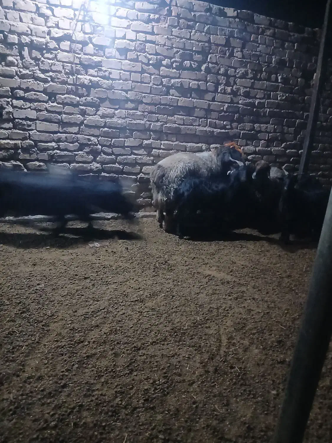 قوچ داشتی|حیوانات مزرعه|مرودشت, نقش رستم|دیوار