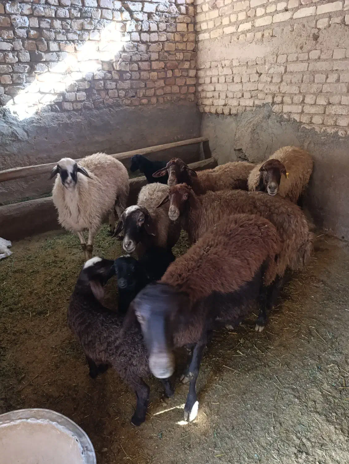 میش|حیوانات مزرعه|معصومیه, |دیوار