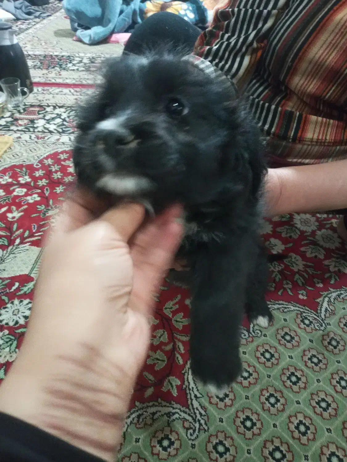 سگ های شیتزو|سگ|خمینی‌شهر, |دیوار