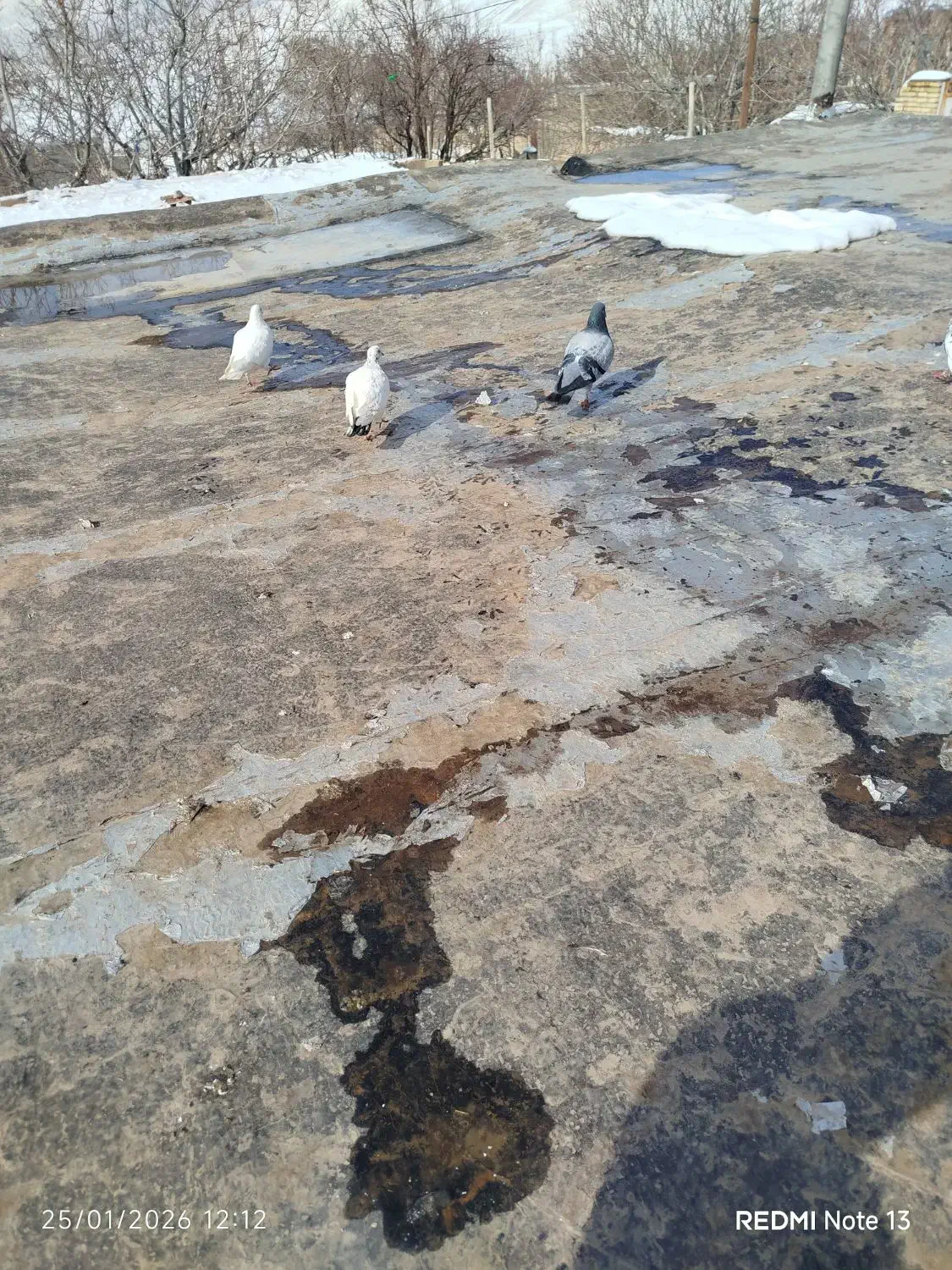 کبوتر پرشی|پرنده|جلگه شوقان, |دیوار