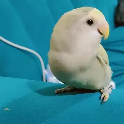 طوطی برزیلی دستی ماده|پرنده|بهبهان, |دیوار