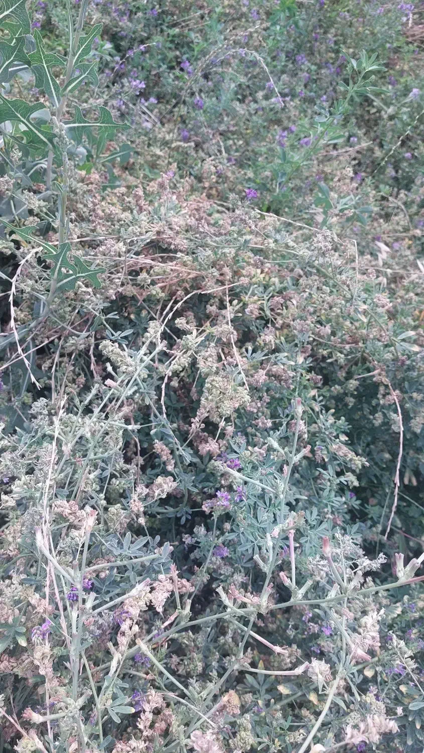 بذر یونجه رنجر  موجود است|خدمات باغبانی و درختکاری|خانمیرزا, |دیوار