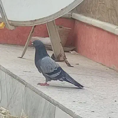 کبوتر سبز|حیوانات|زابل, |دیوار