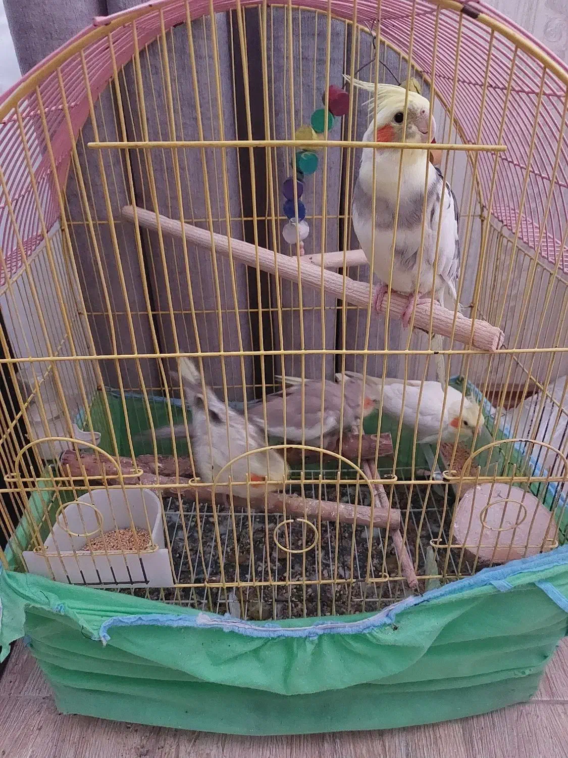 ۴ تا عروس هلندی|پرنده|ابهر, |دیوار