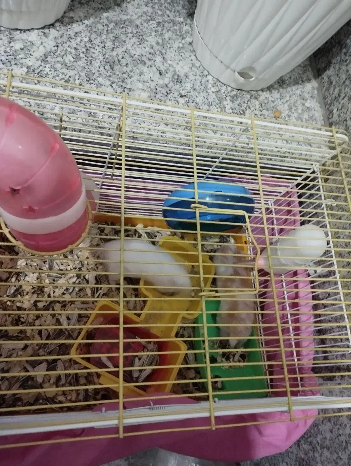 همستر|موش و خرگوش|ری, اقدسیه|دیوار