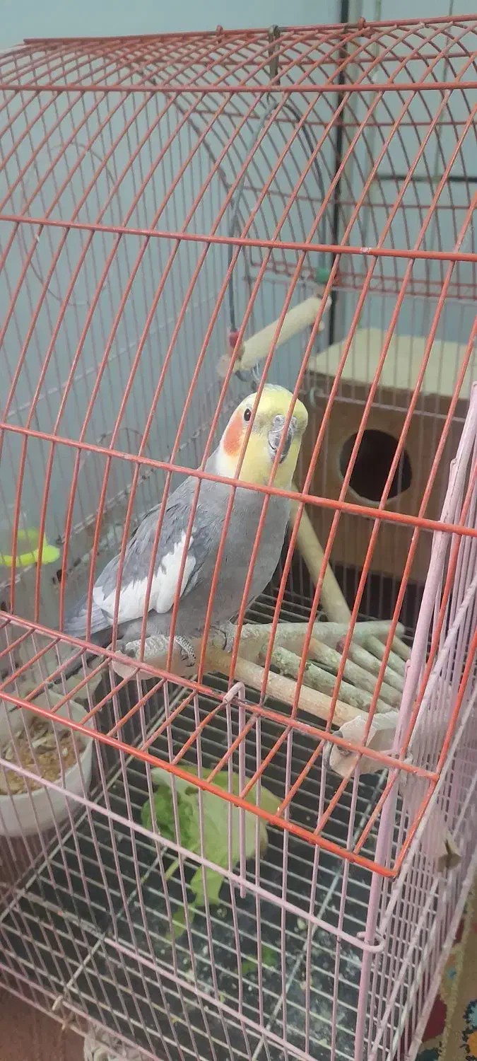 عروس هلندی نر دو ساله|پرنده|دزفول, |دیوار