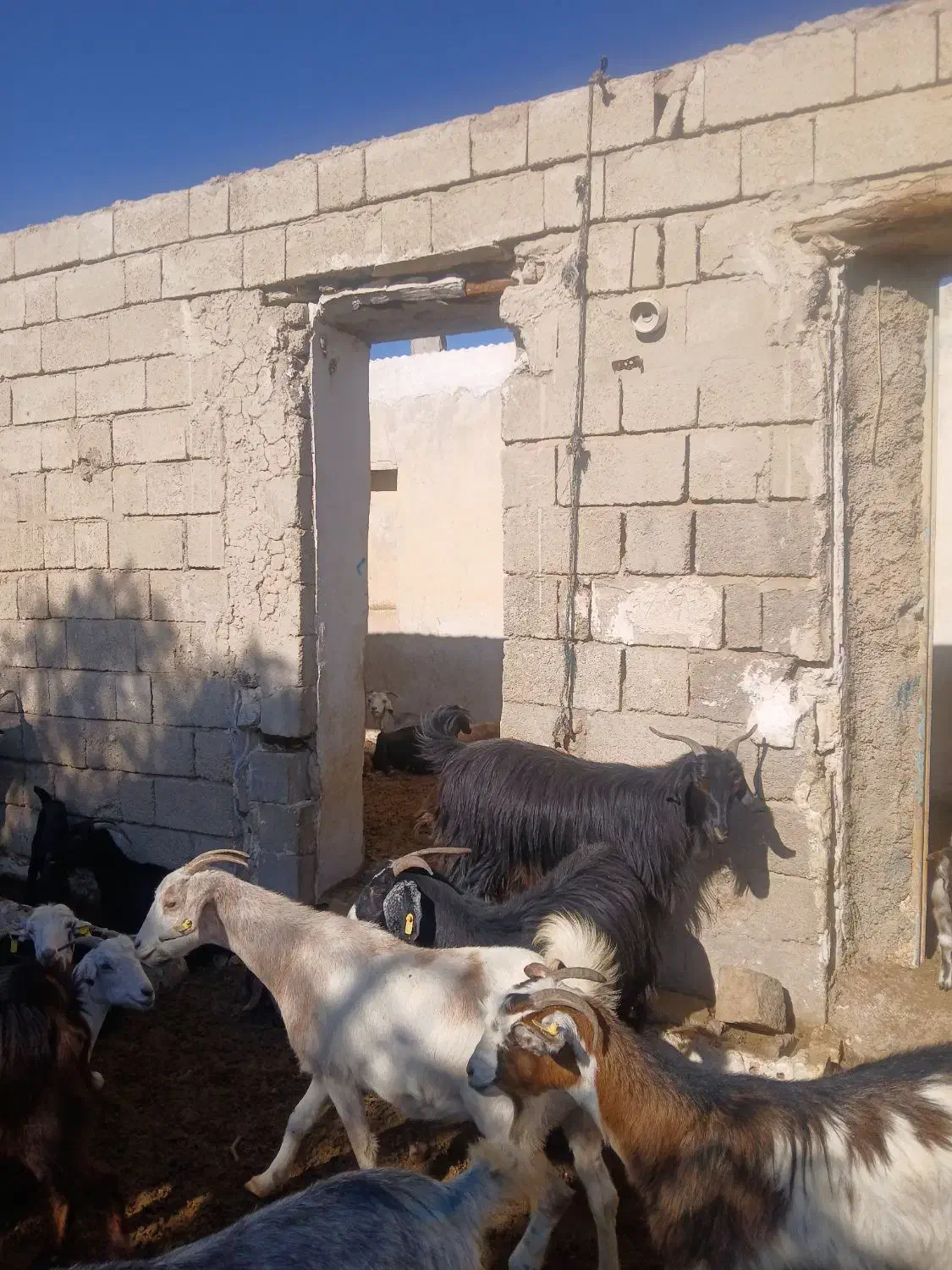 ۲۰۰راس بزداشتی جوان کهره دار معاوضه با میش|حیوانات مزرعه|خنج, |دیوار