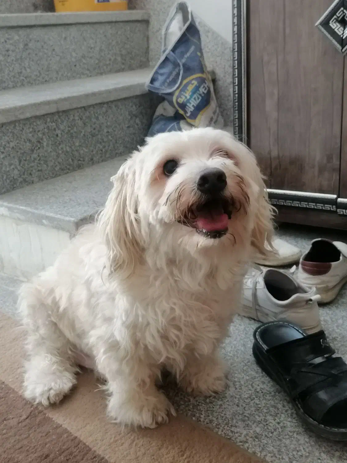 واگذاری سگ|سگ|یزد, |دیوار