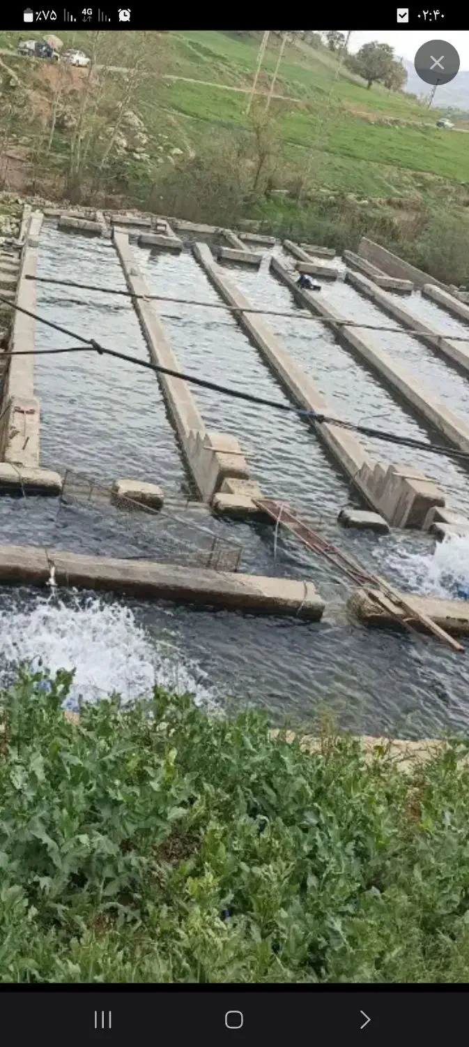 ماهی غزل سفید  بدون استخوان  زنده وتازه|خوردنی و آشامیدنی|الیگودرز, |دیوار