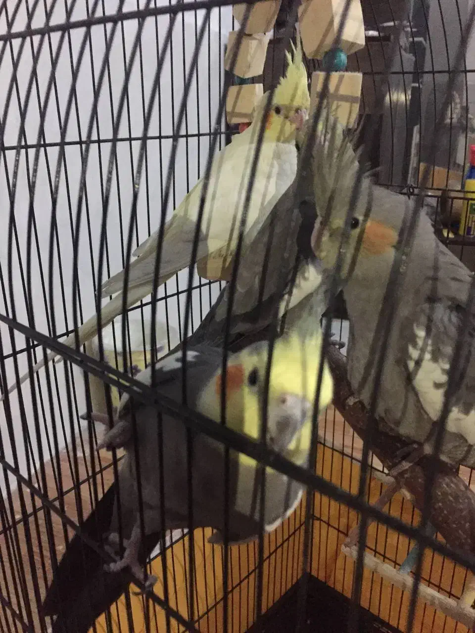 عروس هلندی|پرنده|اهواز, کوی بشارت|دیوار