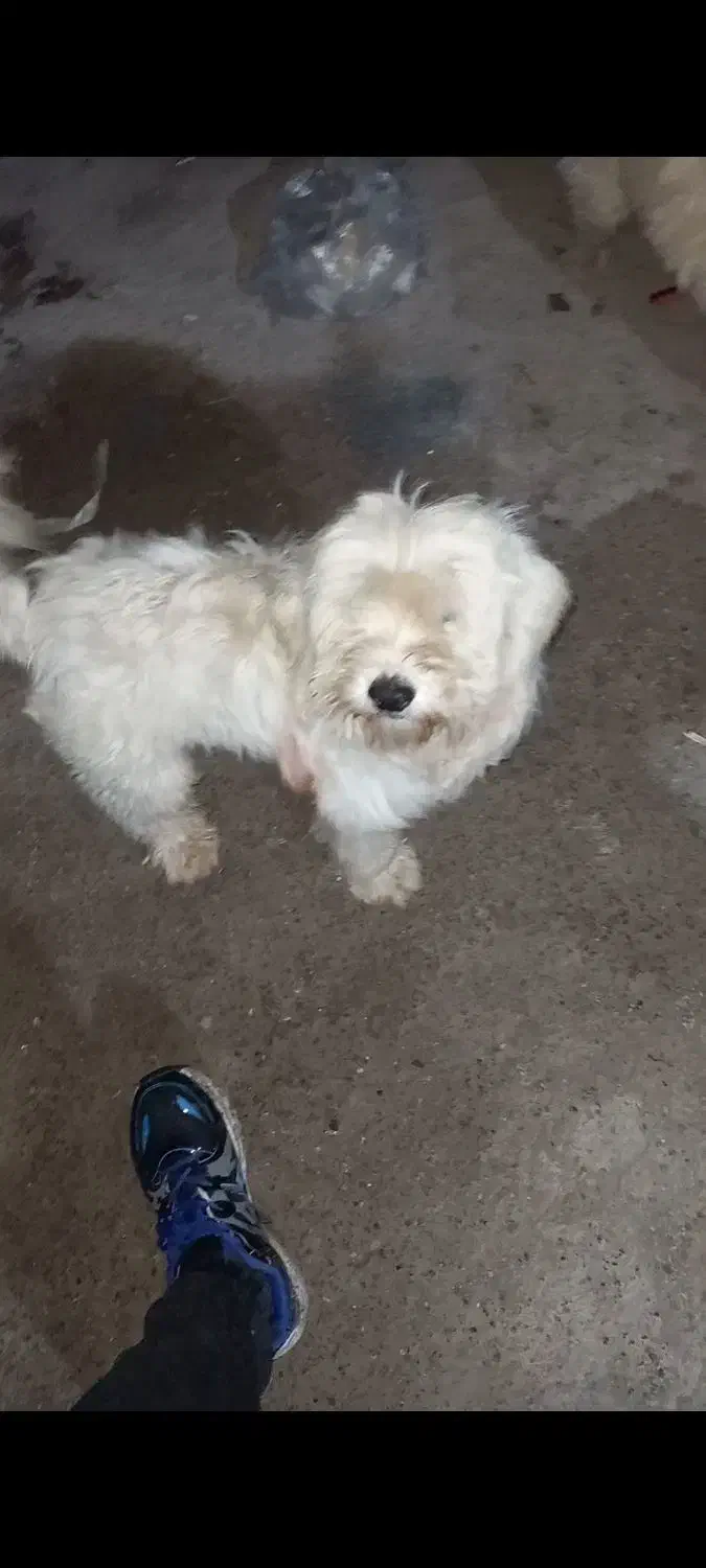 واگذاری سگ پشمالو رایگان|سگ|رشت, لاکان|دیوار