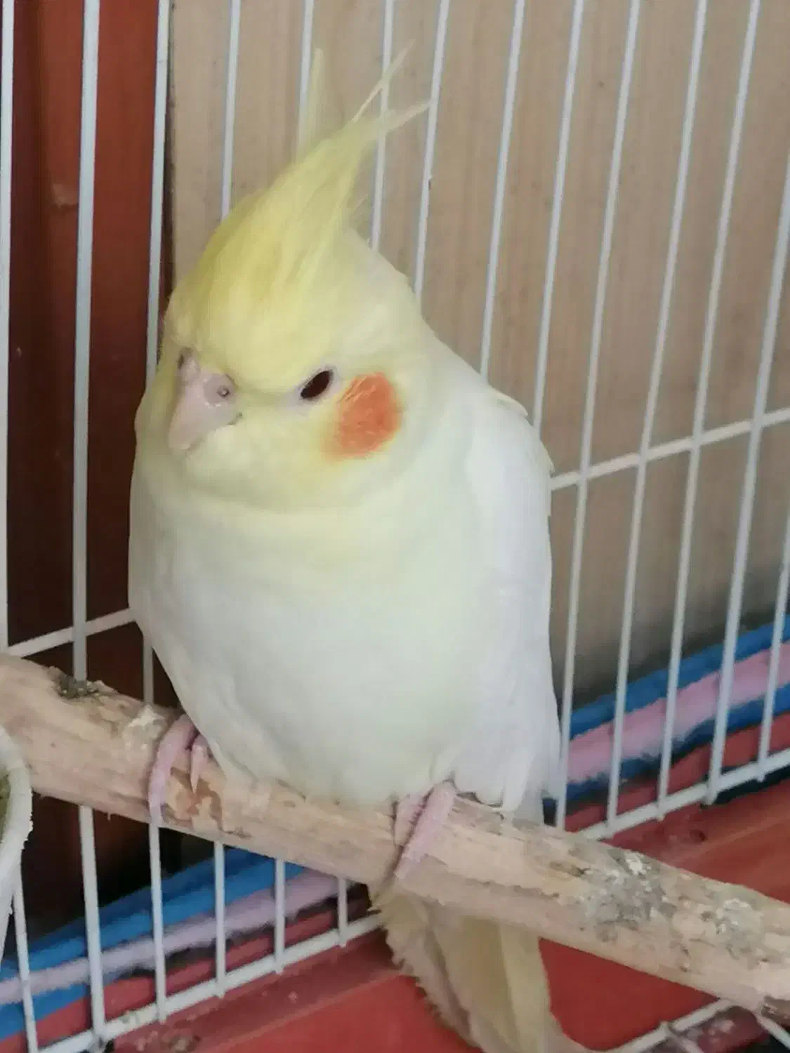 پرنده عروس هلندی|پرنده|رشت, بلوار گیلان|دیوار