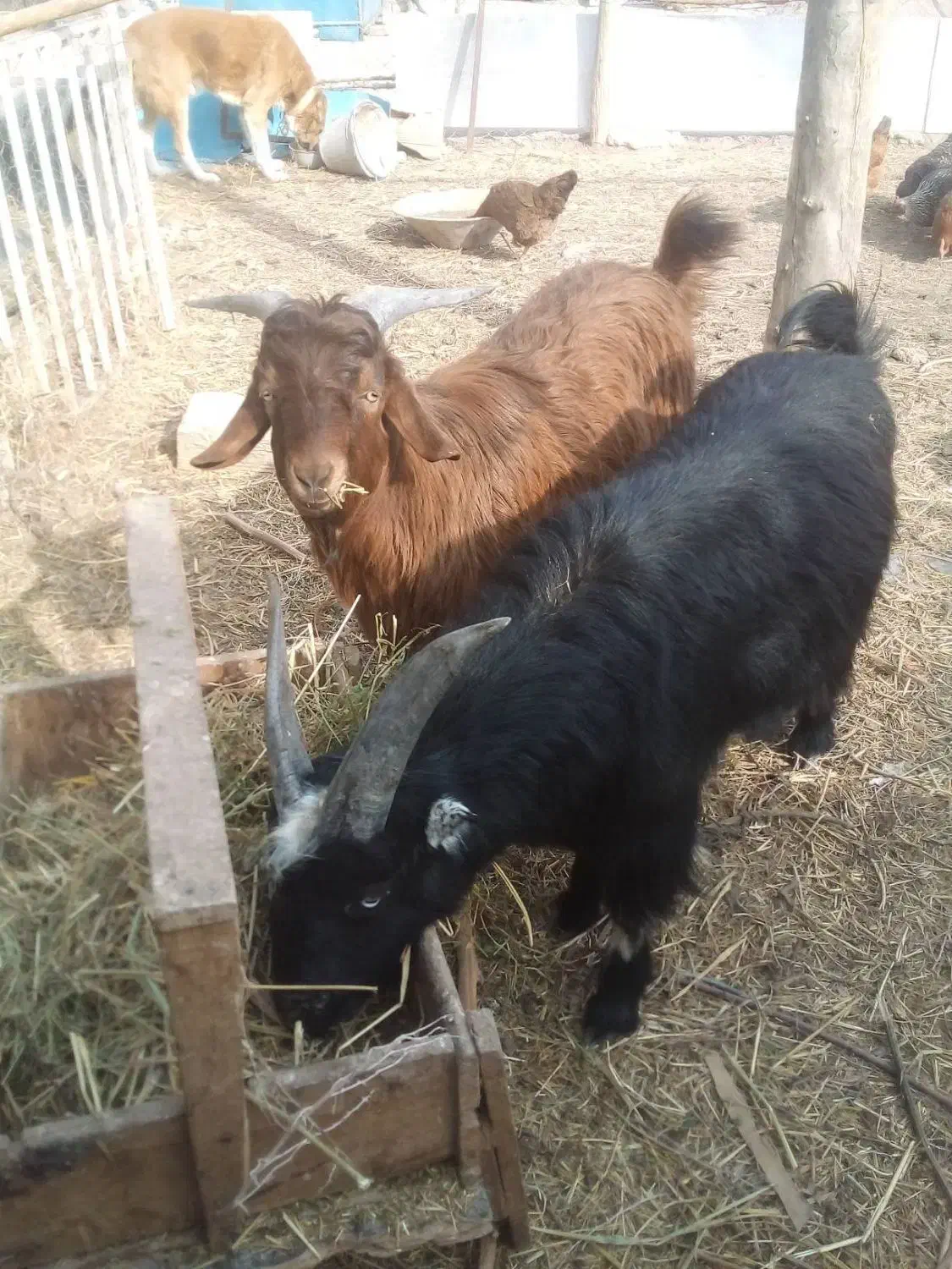 دو عدد نربز ۱۰ ماه مست|حیوانات مزرعه|قرچک, صالح آباد|دیوار