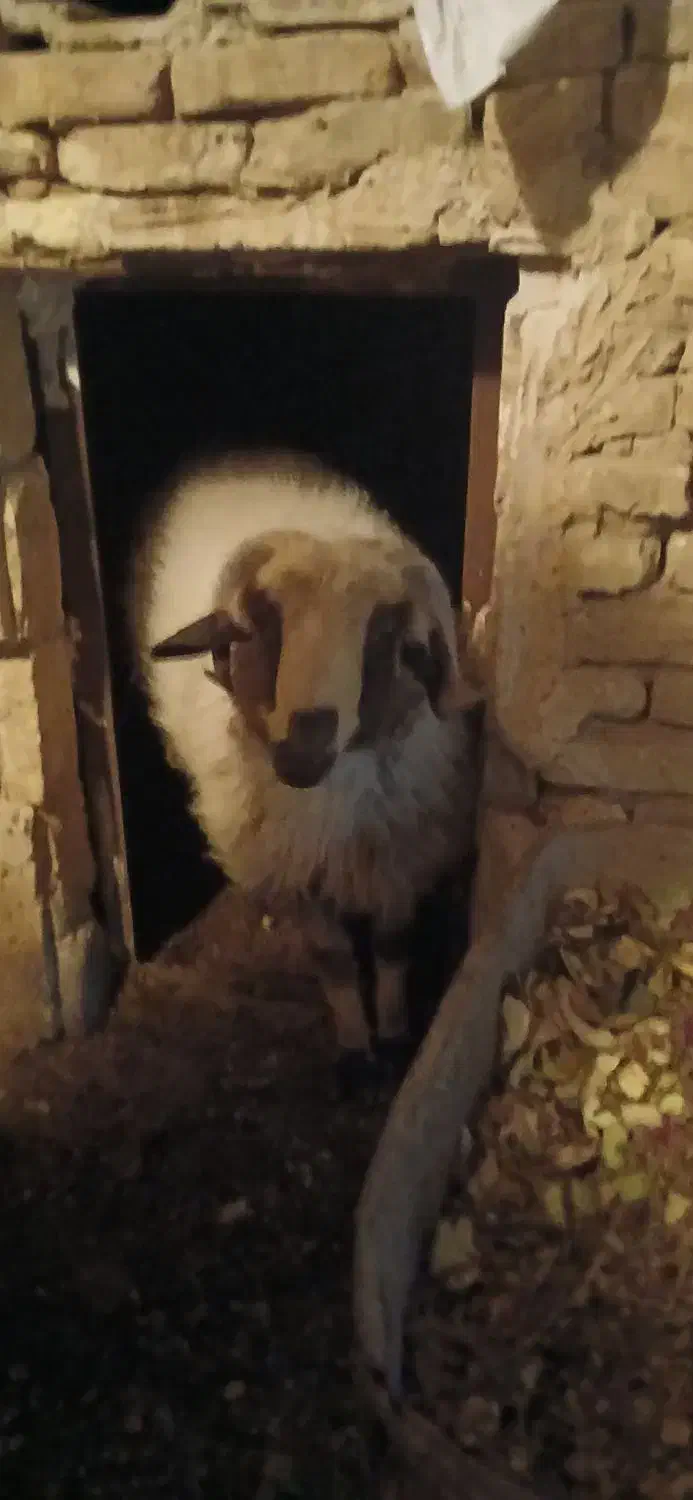 بره جوان|حیوانات مزرعه|یزد, |دیوار