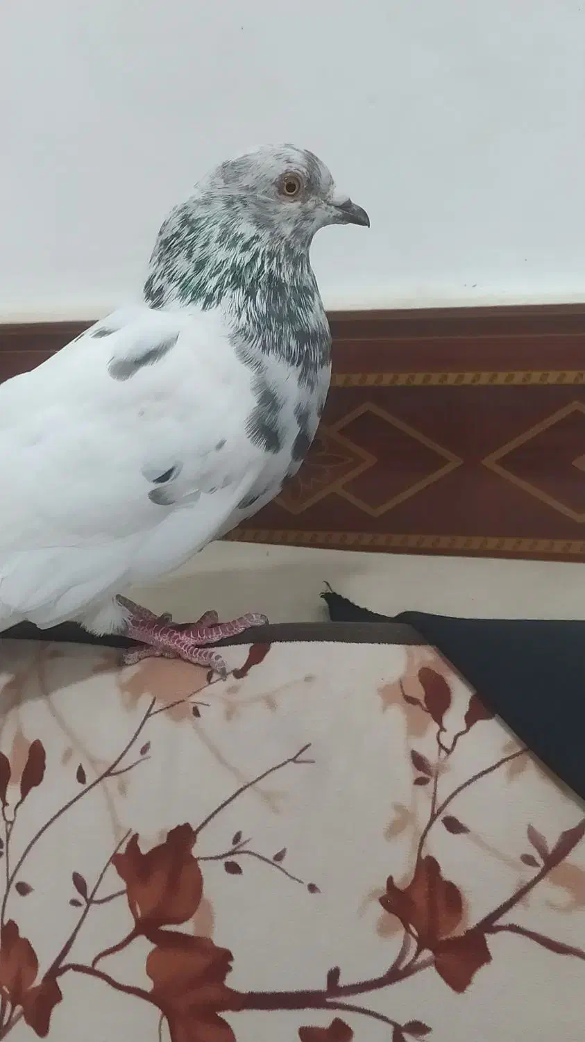 کبوتر پرشی|پرنده|خرمشهر, |دیوار