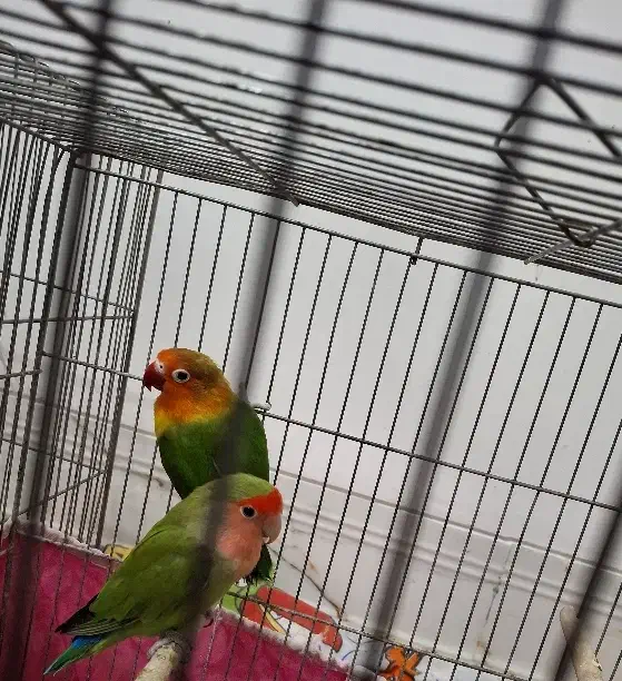 کوتوله برزیلی|پرنده|نجف‌آباد, یزدانشهر|دیوار