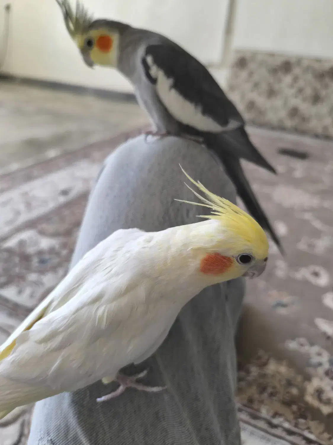 یک جفت عروس هلندی مولدوسالم|پرنده|نورآباد, |دیوار