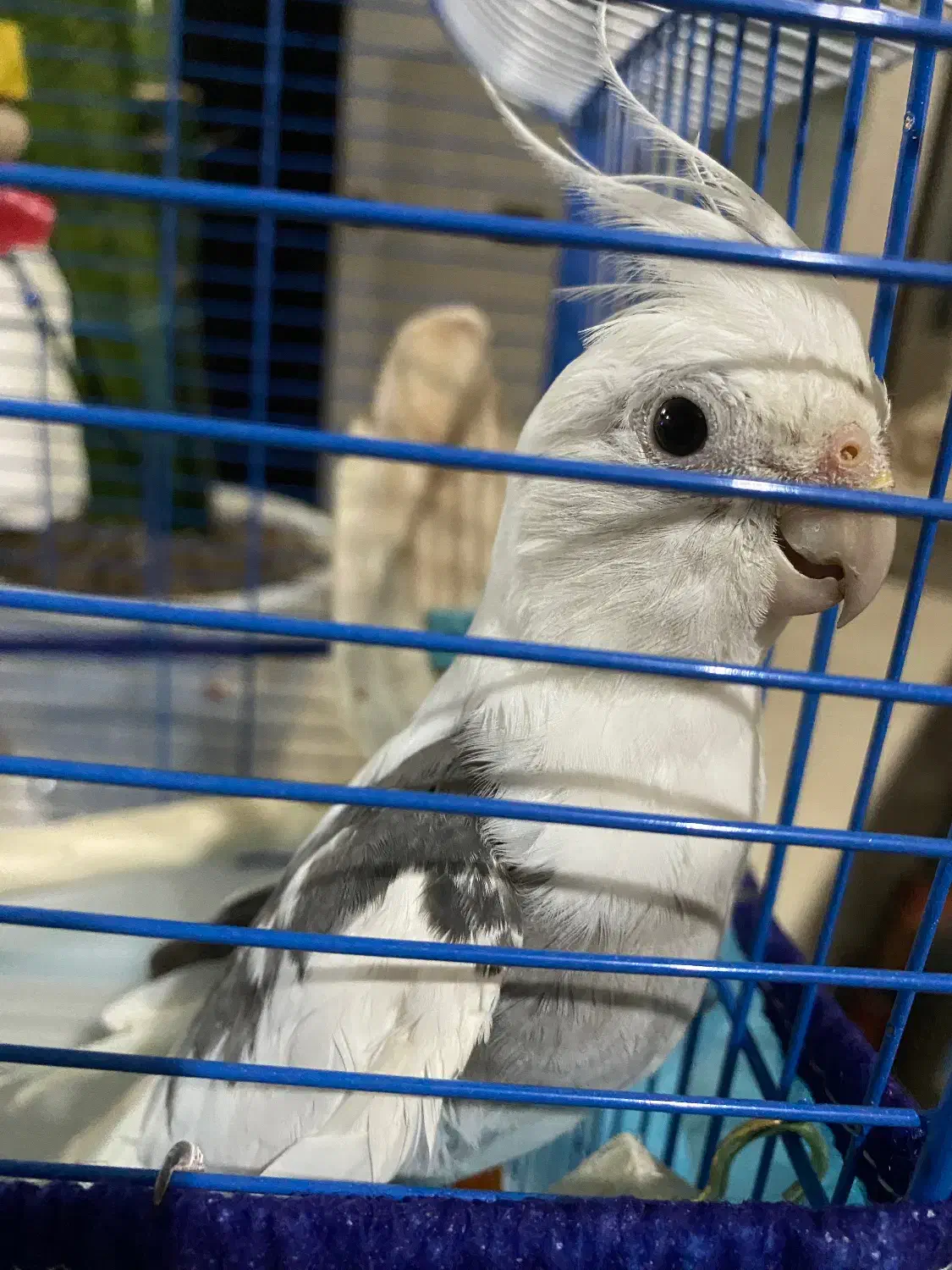 عروس هلندی|پرنده|رحیم‌آباد, |دیوار