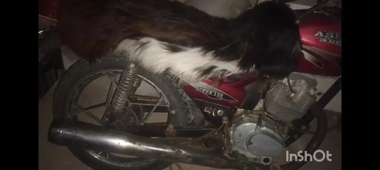 متور|موتورسیکلت|گمیشان, |دیوار