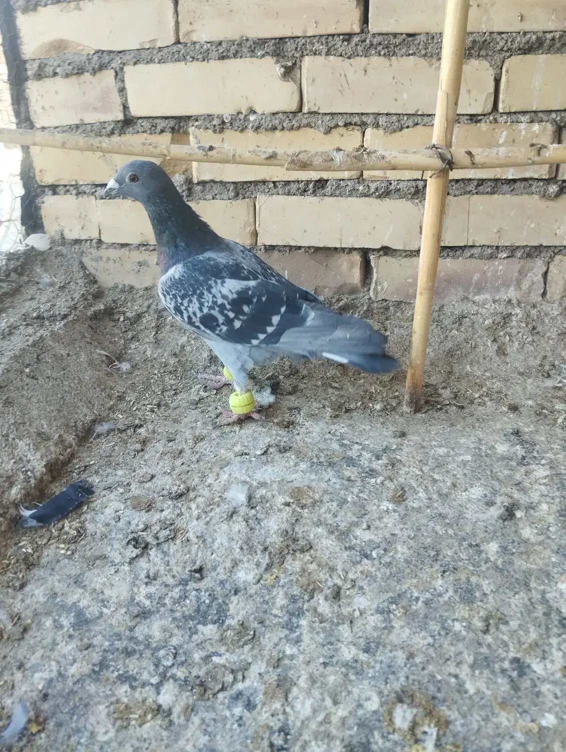 کفتر پرشی گرفتنی|پرنده|نیشابور, ده حلاج|دیوار