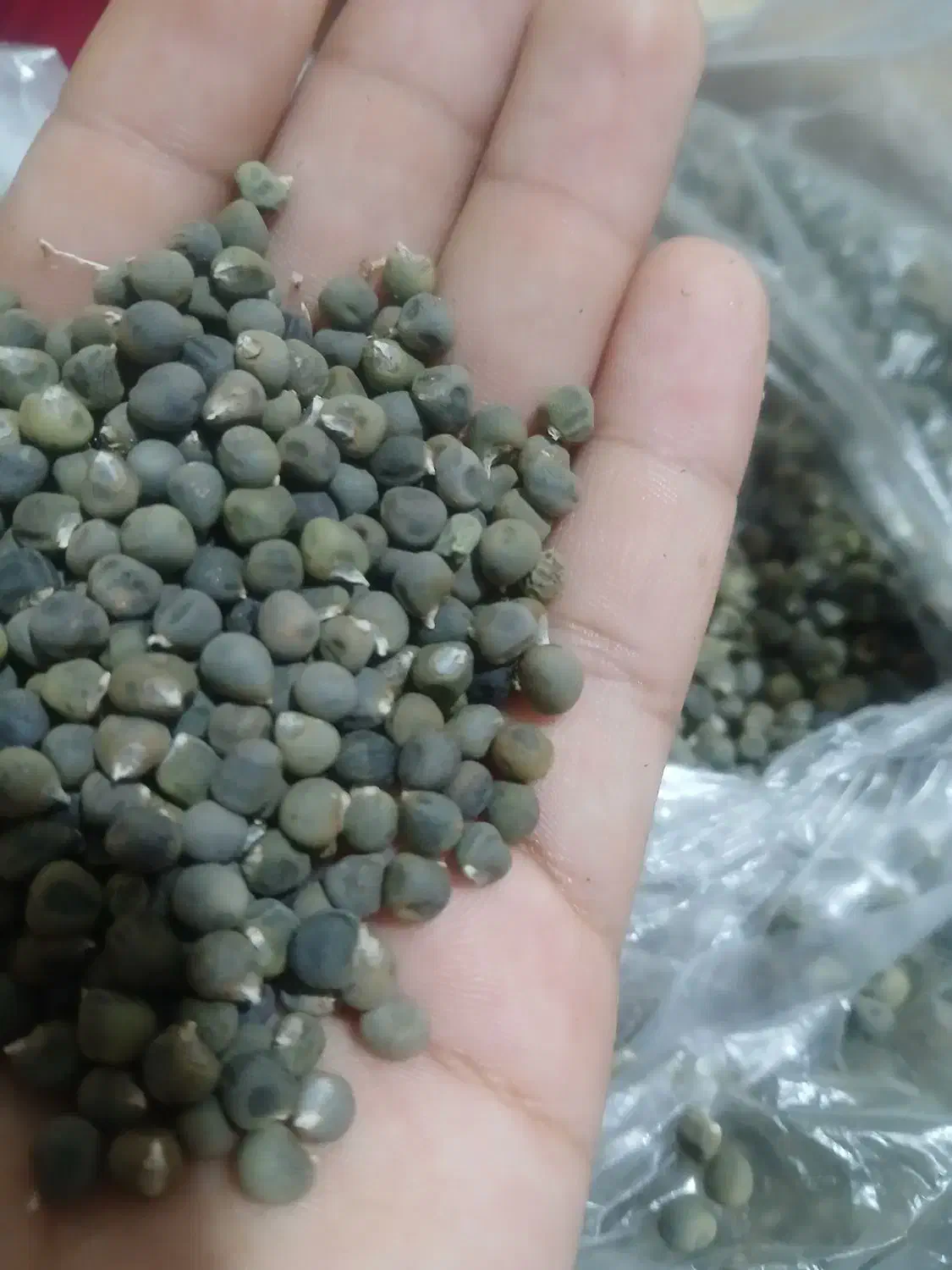 بزر بامیه|خوردنی و آشامیدنی|شوشتر, |دیوار