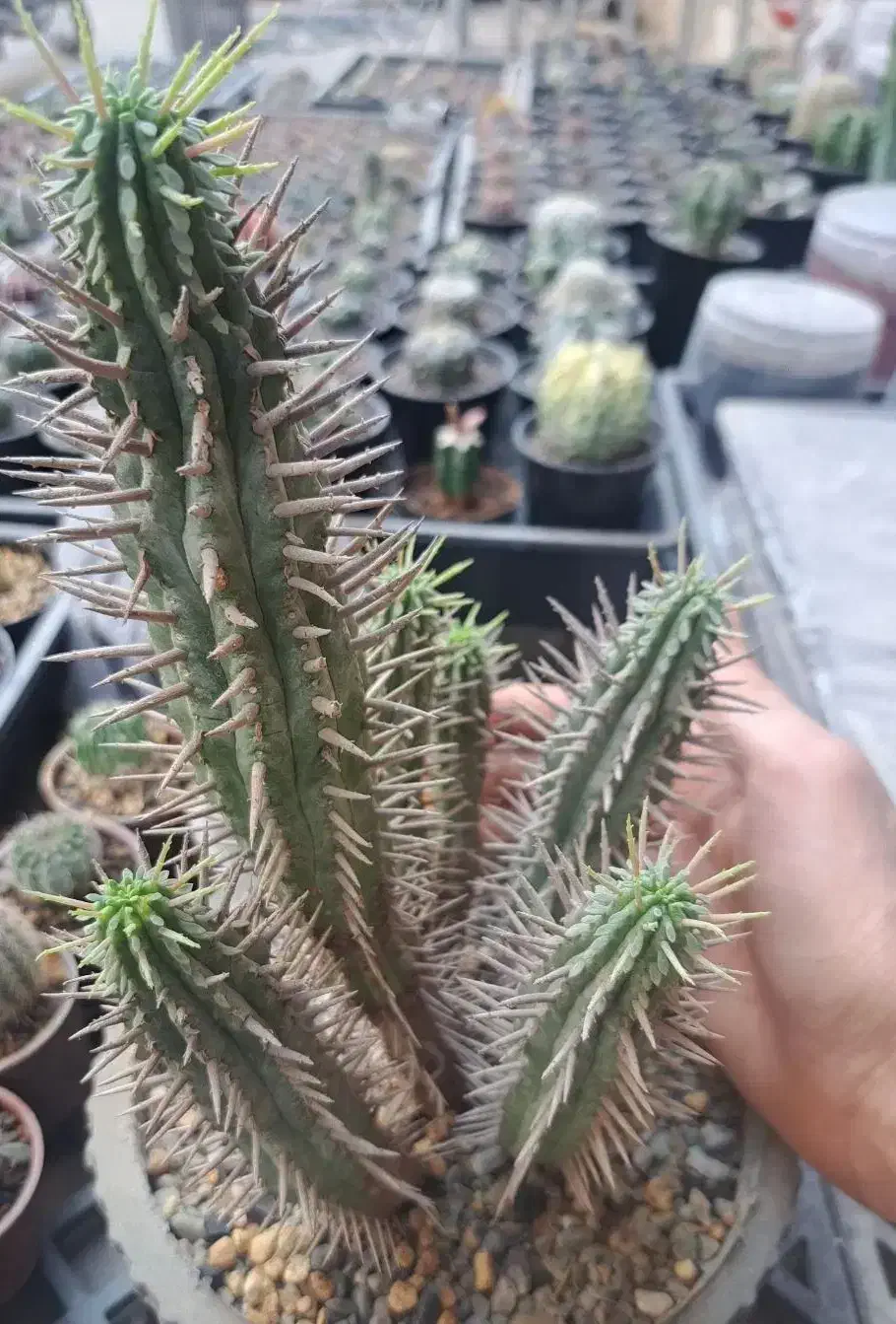 افوربیا فروکس، کاکتوس|گل و گیاه طبیعی|بندرعباس, |دیوار