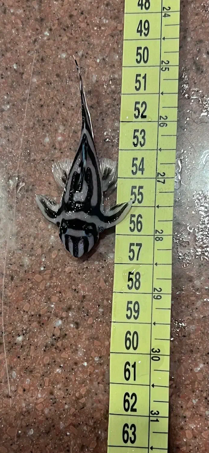 پلکو زبرا و تایگر و آنجل دودی|ماهی|تهران, زعفرانیه|دیوار