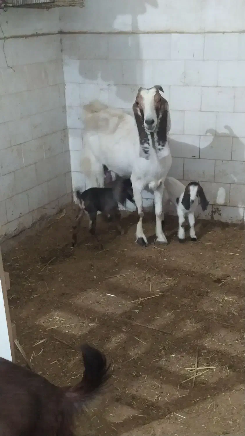 بز و گوسفند|حیوانات مزرعه|مهر, |دیوار