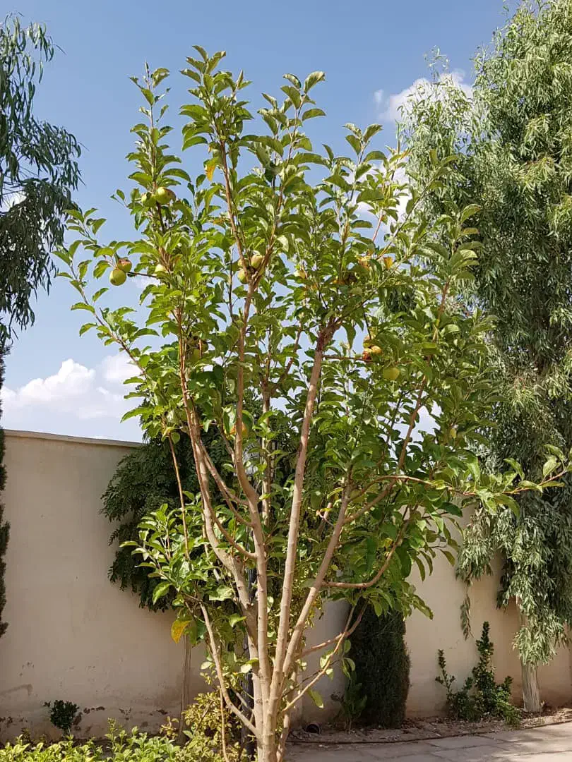 سرایدار برای ویلایی در هفت باغ|استخدام سرایداری و نظافت|کرمان, |دیوار