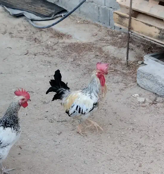 خروس محلی مرغگیر مرگی باحال|حیوانات مزرعه|درگهان, |دیوار