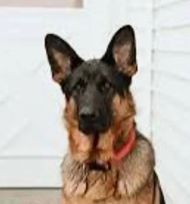 سگ پیدا شده|سگ|بندر انزلی, آذربایجان|دیوار