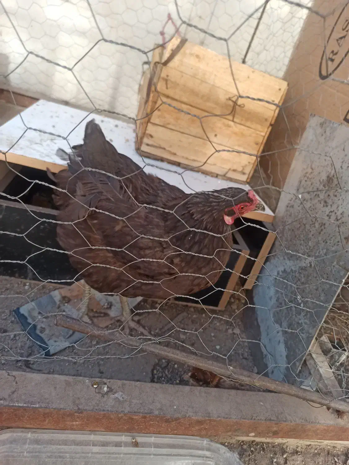 جوجه و مرغ|حیوانات مزرعه|اندیمشک, |دیوار