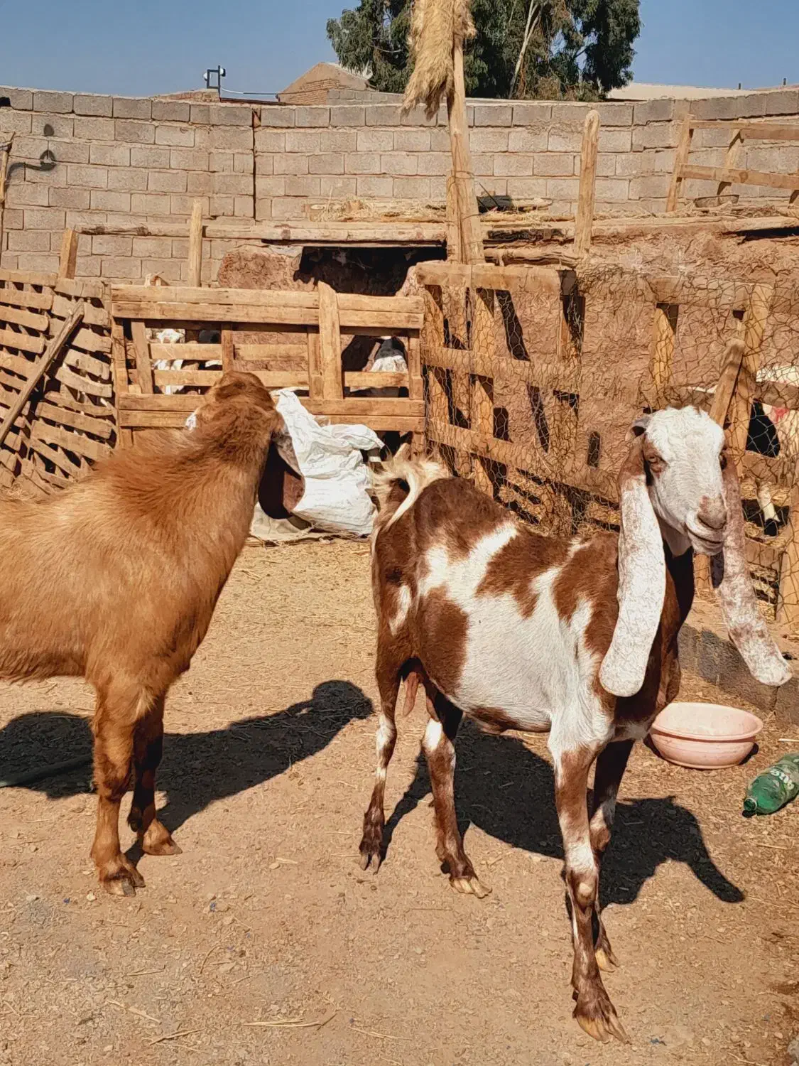 گوسفند پاکستانی گلابی و بز پاکستانی گلابی ونری|حیوانات مزرعه|کرمان, |دیوار