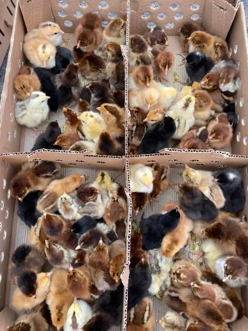 جوجه مرغ خروس گلپا|حیوانات مزرعه|بم, |دیوار